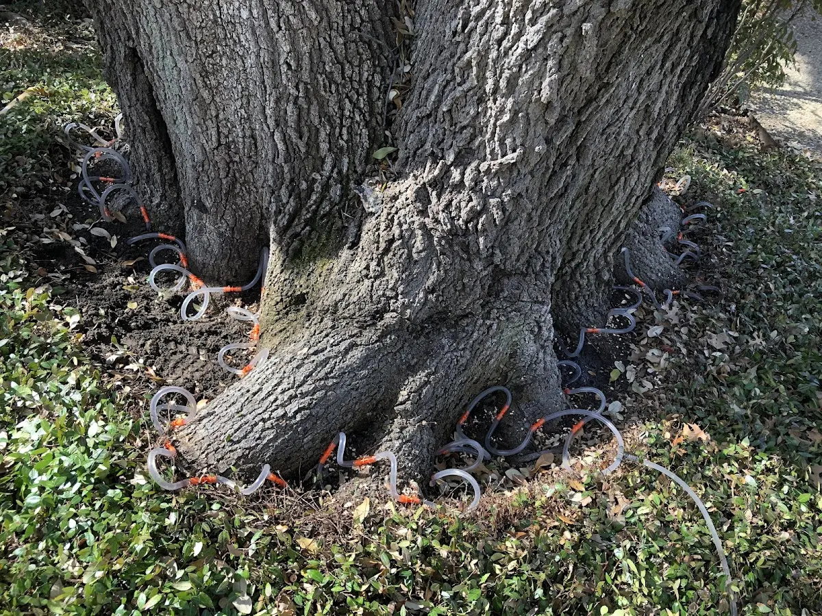 Detailed Tree Cabling and Bracing job site in Shamrock