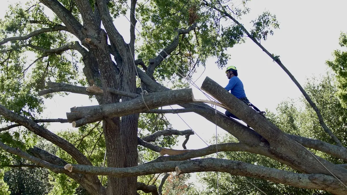Professional Crown Thinning performed by certified arborists in Shamrock