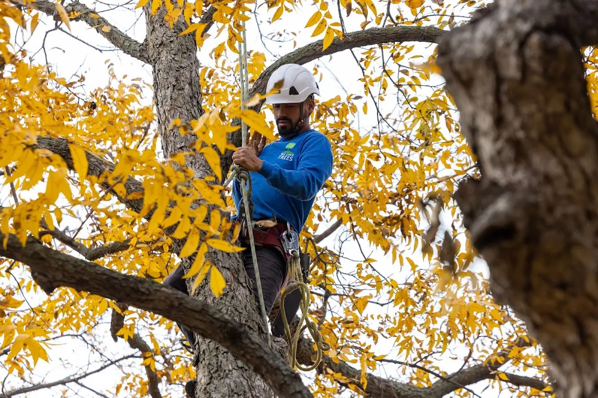 Skilled Tree Planing crew working in Shamrock
